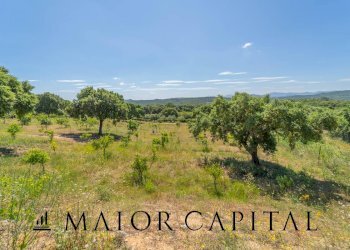 Foto 43 - Attività Commerciale Via Campu, Telti - foto 43