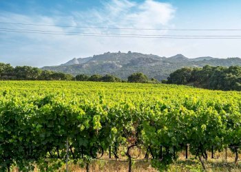 Foto 6 - Terreno agricolo Via Sigara, Calangianus - foto 6