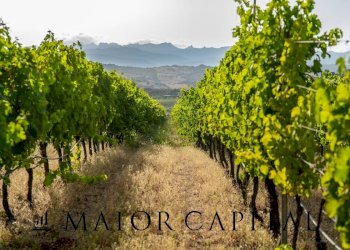 Foto 15 - Terreno agricolo Via Sigara, Calangianus - foto 15