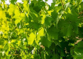 Foto 17 - Terreno agricolo Via Sigara, Calangianus - foto 17