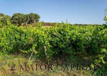 Foto 18 - Terreno agricolo Via Sigara, Calangianus - foto 18