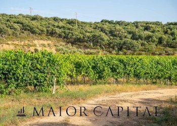 Foto 21 - Terreno agricolo Via Sigara, Calangianus - foto 21