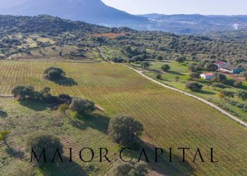 Foto 10 - Terreno agricolo 8C9J+4JR Oliena, Provincia di Nuoro, Oliena - foto 10