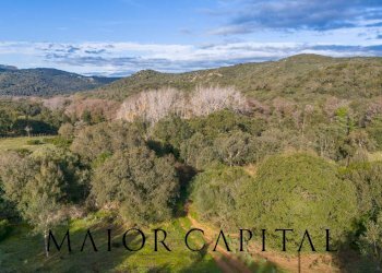 Foto 6 - Terreno agricolo SP110, Padru - foto 6