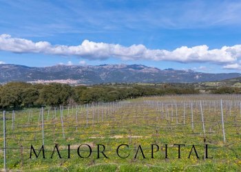 Foto 14 - Terreno agricolo SS 199, Oschiri - foto 14