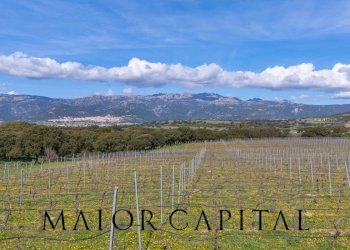 Foto 15 - Terreno agricolo SS 199, Oschiri - foto 15