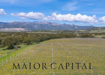 Foto 16 - Terreno agricolo SS 199, Oschiri - foto 16