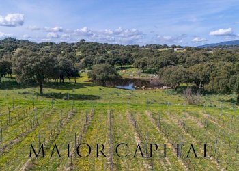 Foto 19 - Terreno agricolo SS 199, Oschiri - foto 19