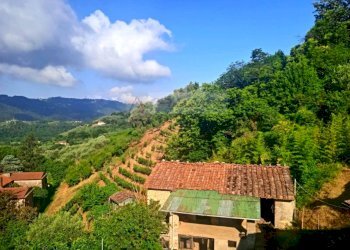 Foto 23 - Rustico Camaiore - foto 23