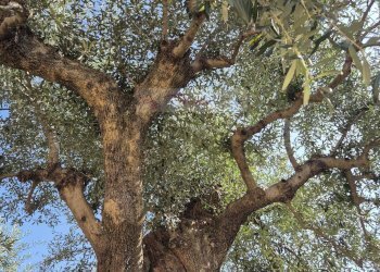 Foto 18 - Casa indipendente Forte dei Marmi - foto 18