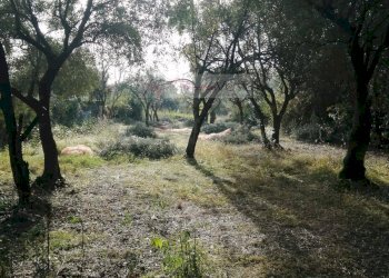 Foto 29 - Villa Massa - foto 29