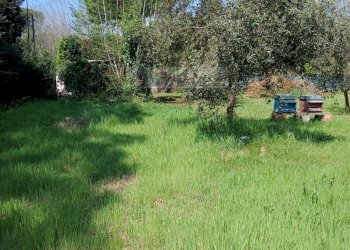 Foto 5 - Terreno agricolo Montignoso - foto 5