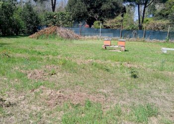 Foto 3 - Terreno agricolo Montignoso - foto 3