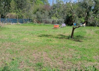 Foto 9 - Terreno agricolo Montignoso - foto 9