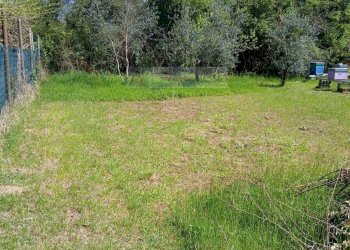 Foto 6 - Terreno agricolo Montignoso - foto 6