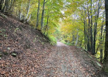 bosco - Semi-detached house Via delle Manere
 
10, Roburent - photo 18