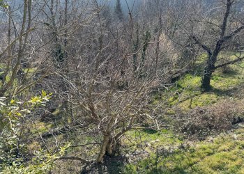 giardino - Casa indipendente Località Oberti
 
4, Montaldo di Mondovì - foto 23