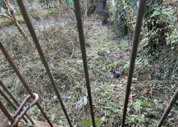 Foto 16 - Rustic Via Alfieri
 
5, Cunico - photo 16