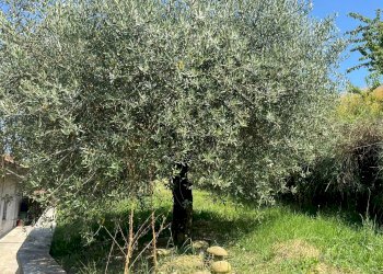 Foto 41 - Rustic via Castellero
 
36/ter, Neviglie - photo 41