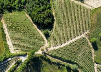 Foto 5 - Azienda agricola località Mardelloro, Carpeneto - foto 5