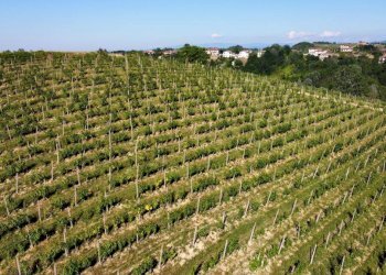 Foto 7 - Azienda agricola località Mardelloro, Carpeneto - foto 7