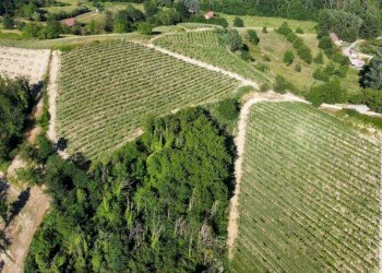 Foto 8 - Azienda agricola località Mardelloro, Carpeneto - foto 8