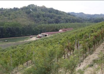 Foto 18 - Azienda agricola località Mardelloro, Carpeneto - foto 18