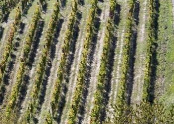 Foto 19 - Azienda agricola località Mardelloro, Carpeneto - foto 19