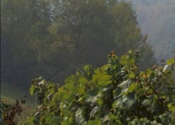 Foto 20 - Azienda agricola località Mardelloro, Carpeneto - foto 20