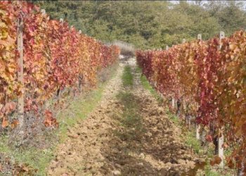 Foto 21 - Azienda agricola località Mardelloro, Carpeneto - foto 21