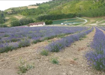 Foto 22 - Azienda agricola località Mardelloro, Carpeneto - foto 22