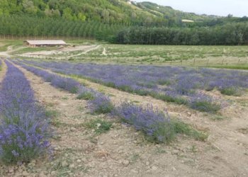 Foto 23 - Azienda agricola località Mardelloro, Carpeneto - foto 23