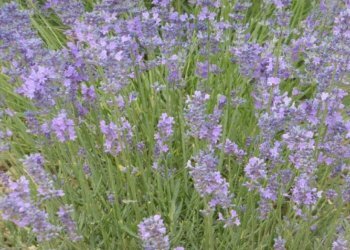 Foto 24 - Azienda agricola località Mardelloro, Carpeneto - foto 24