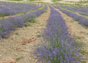 Foto 25 - Azienda agricola località Mardelloro, Carpeneto - foto 25