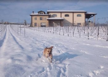 Foto 4 - Azienda agricola via per Bosnasco
 
14, Montù Beccaria - foto 4