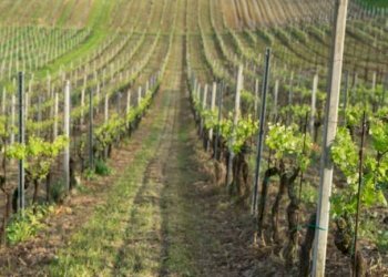 Foto 5 - Azienda agricola via per Bosnasco
 
14, Montù Beccaria - foto 5