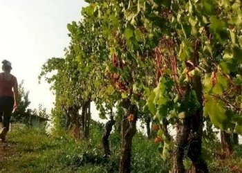 Foto 6 - Azienda agricola via per Bosnasco
 
14, Montù Beccaria - foto 6