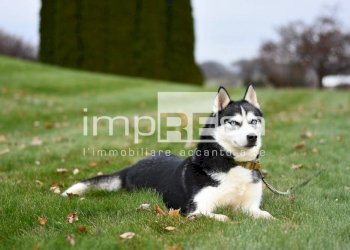 Terreno - Terreno edificabile Viale Dela Libertà
 
0, Pordenone - foto 4