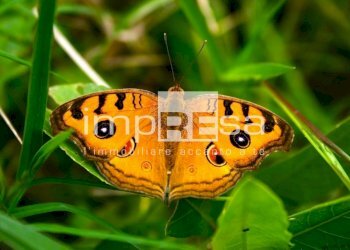 Terreno - Terreno edificabile Viale Dela Libertà
 
0, Pordenone - foto 7