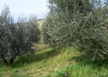 Foto 7 - Rustico contrada valle apparignano, Acquaviva Picena - foto 7