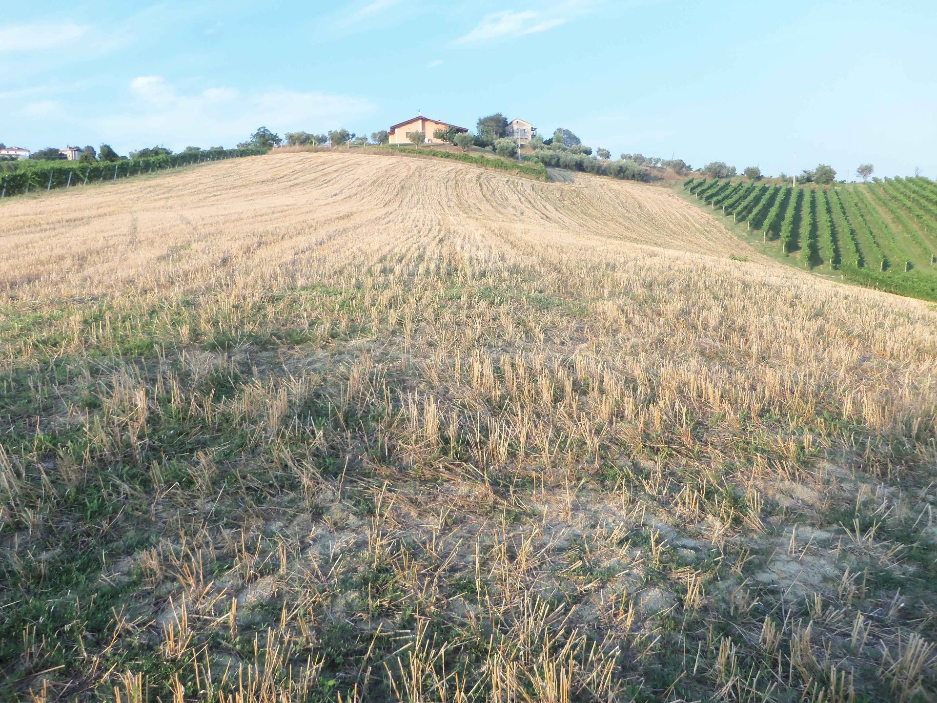 Foto 2 - Terreno agricolo Contrada Collelungo, Monsampolo del Tronto - foto 2