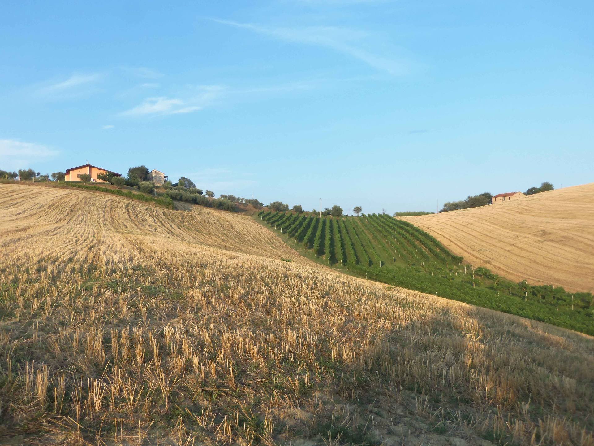 Foto 3 - Terreno agricolo Contrada Collelungo, Monsampolo del Tronto - foto 3
