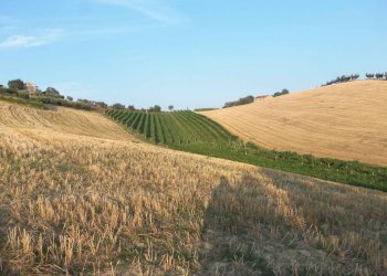 Foto 1 - Terreno agricolo Contrada Collelungo, Monsampolo del Tronto - foto 1