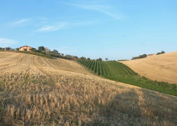 Foto 3 - Terreno agricolo Contrada Collelungo, Monsampolo del Tronto - foto 3
