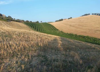 Foto 4 - Terreno agricolo Contrada Collelungo, Monsampolo del Tronto - foto 4