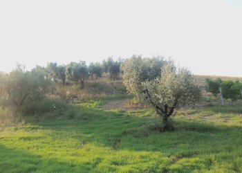 Foto 5 - Terreno agricolo Contrada Collelungo, Monsampolo del Tronto - foto 5