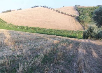 Foto 6 - Terreno agricolo Contrada Collelungo, Monsampolo del Tronto - foto 6