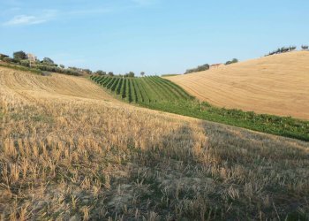 Foto 7 - Terreno agricolo Contrada Collelungo, Monsampolo del Tronto - foto 7