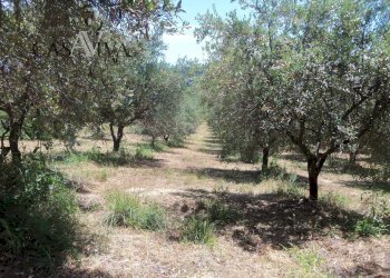 Foto 18 - Terreno edificabile Via Della Tartana, Acquaviva Picena - foto 18