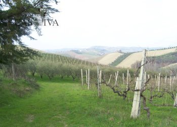 Foto 8 - Rustico contrada forola
 
18, Acquaviva Picena - foto 8